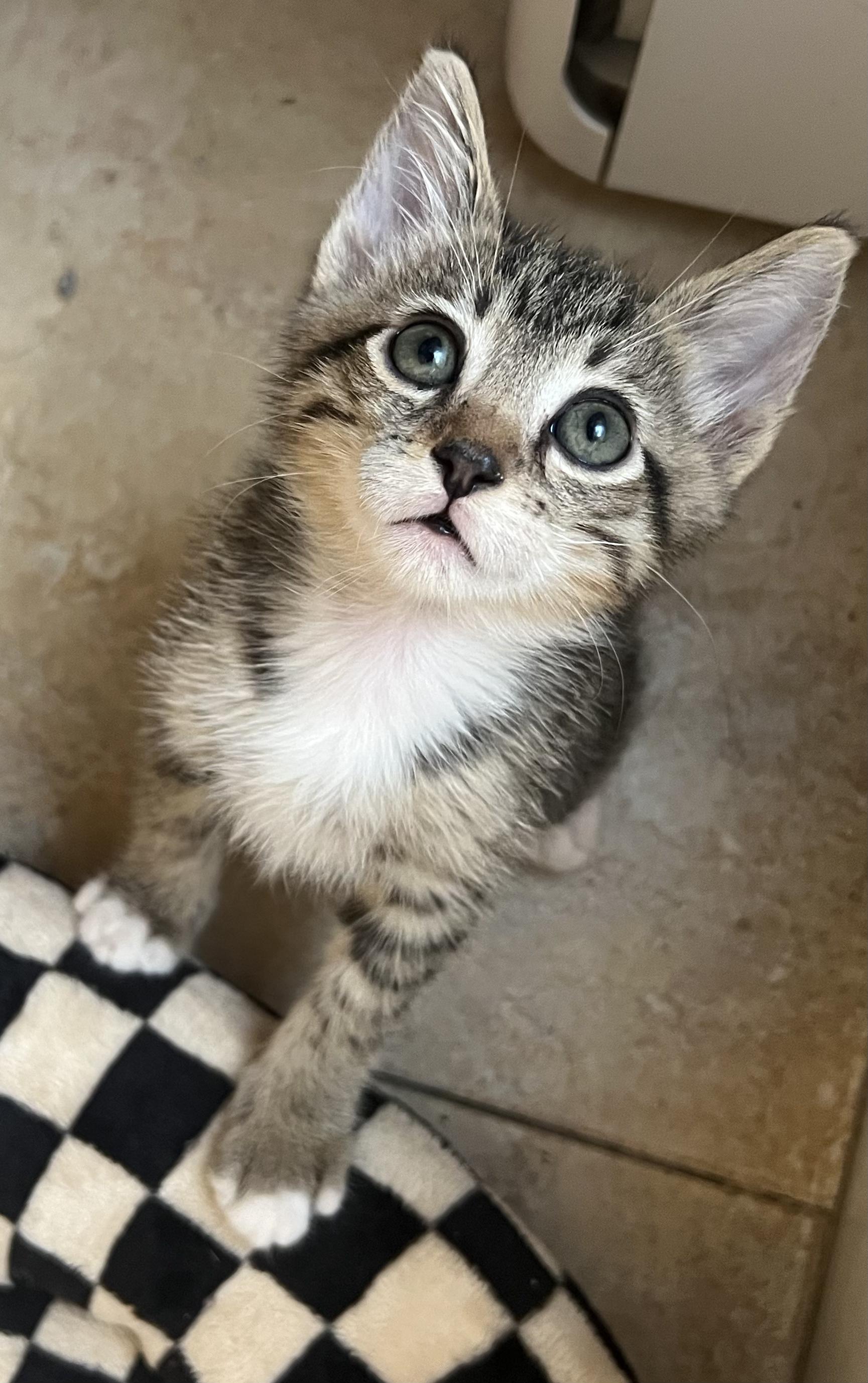 Chip, Adoptable, Kitten Male Tabby.