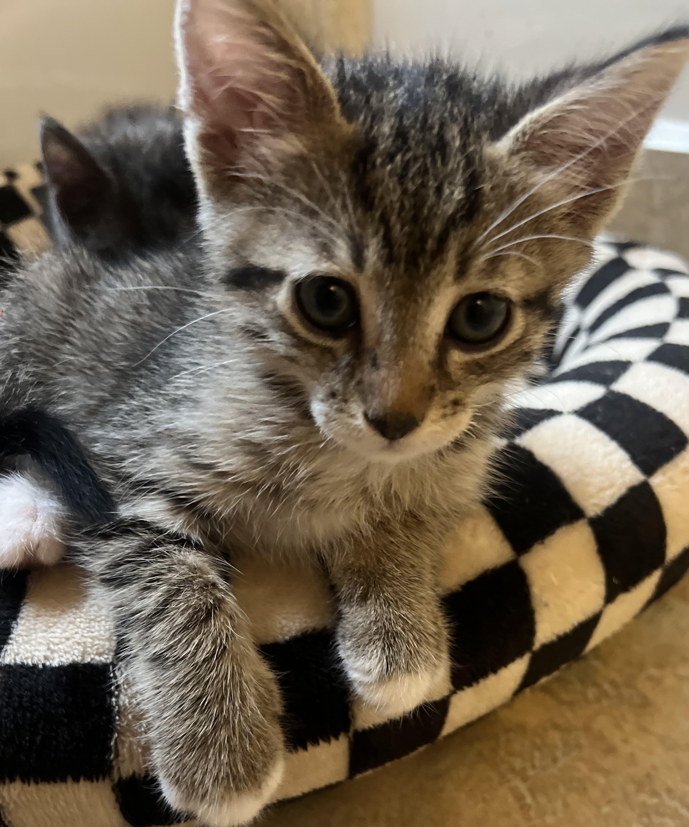 Enlarge Chip, a Adoptable Tabby in Los Angeles, CA image 3/4
