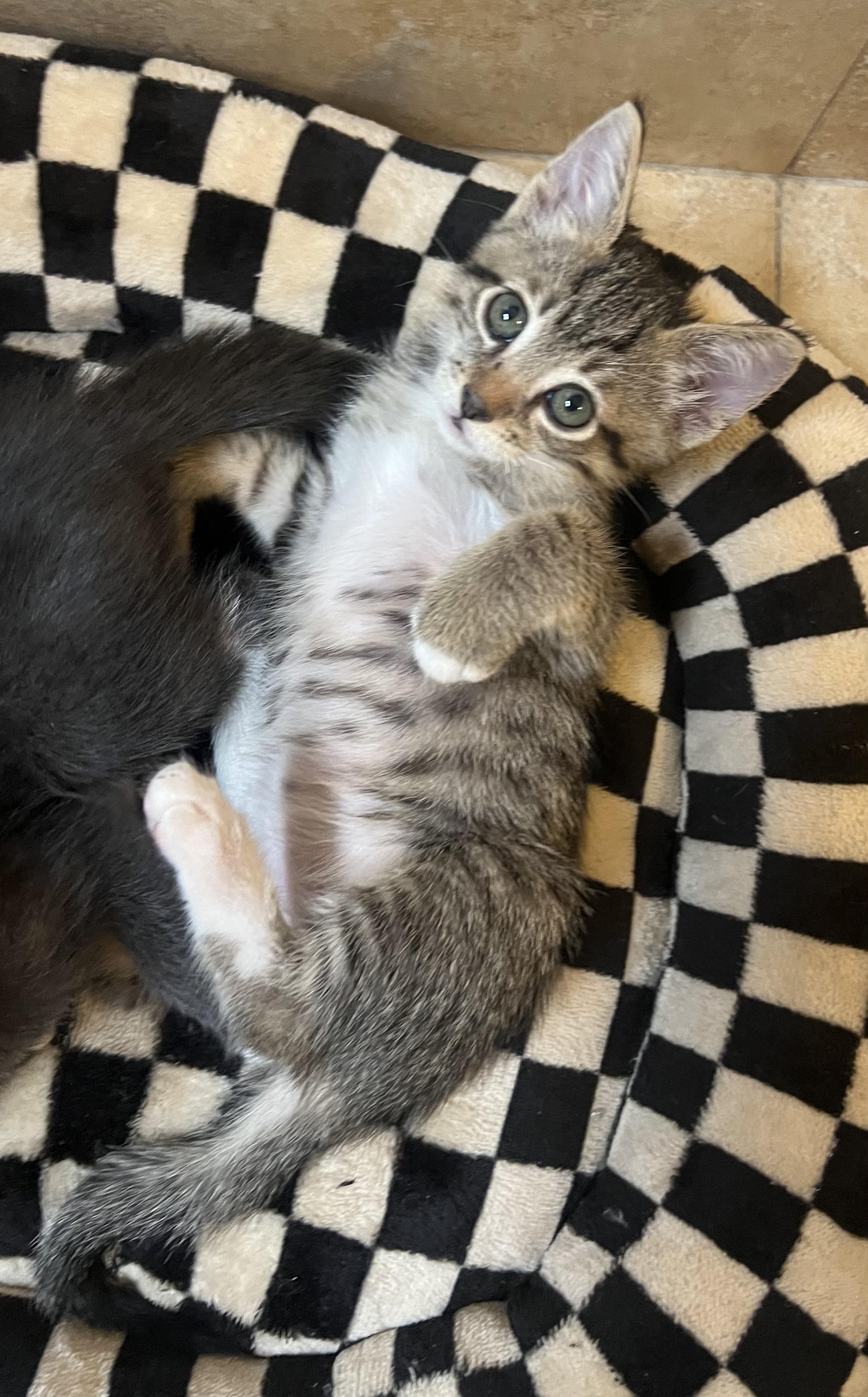 Enlarge Chip, a Adoptable Tabby in Los Angeles, CA image 2/4
