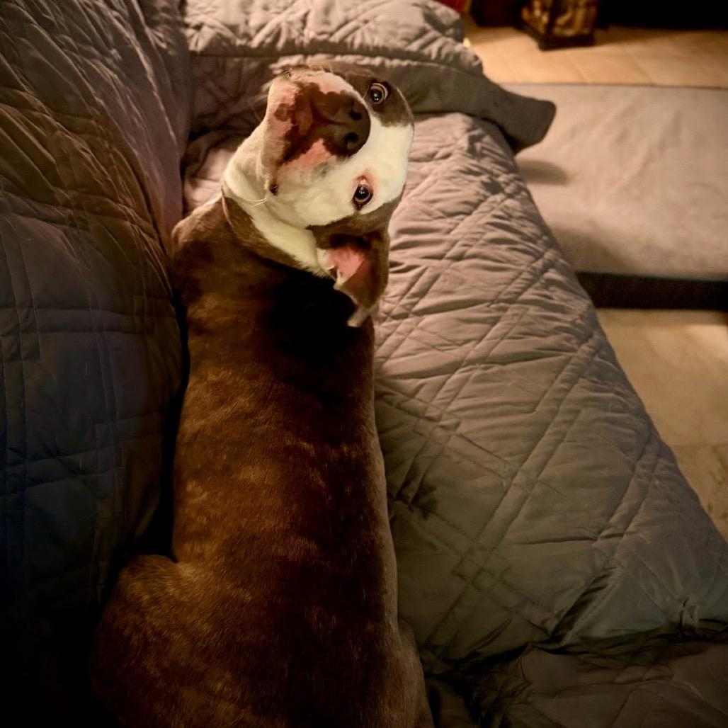 Remi, Adoptable, Young Female Pit Bull Terrier.