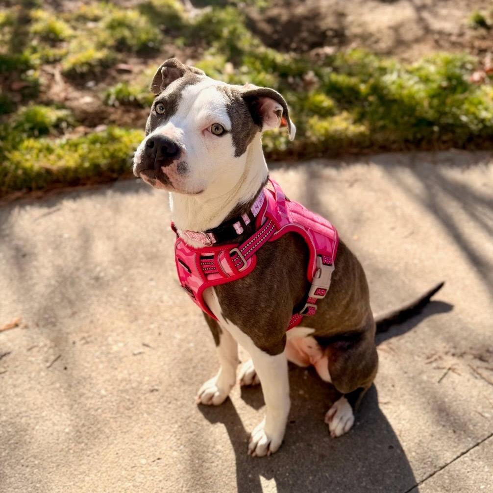 Enlarge Remi, a Adoptable Pit Bull Terrier in Sparks, NV image 2/4
