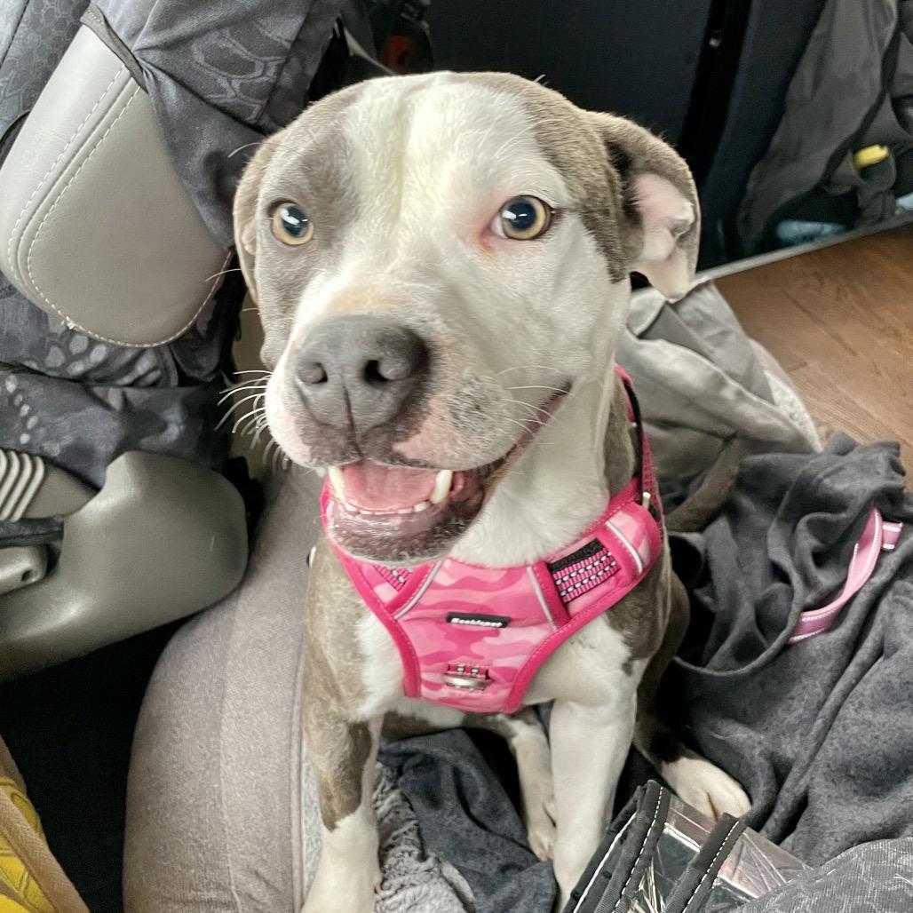 Enlarge Remi, a Adoptable Pit Bull Terrier in Sparks, NV image 3/4