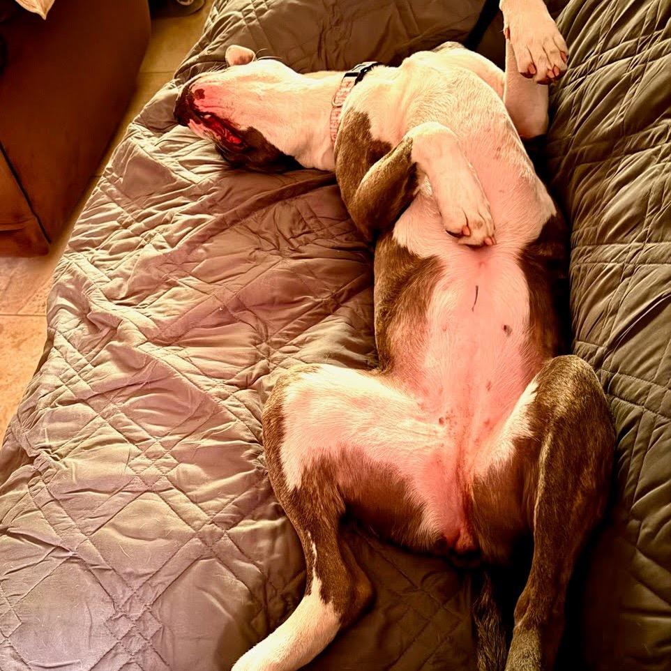 Enlarge Remi, a Adoptable Pit Bull Terrier in Sparks, NV image 4/4