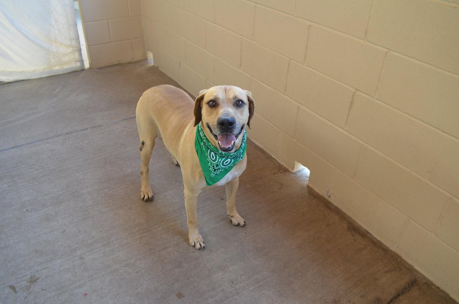 Cloverfield, Adoptable, Senior Male Labrador Retriever.