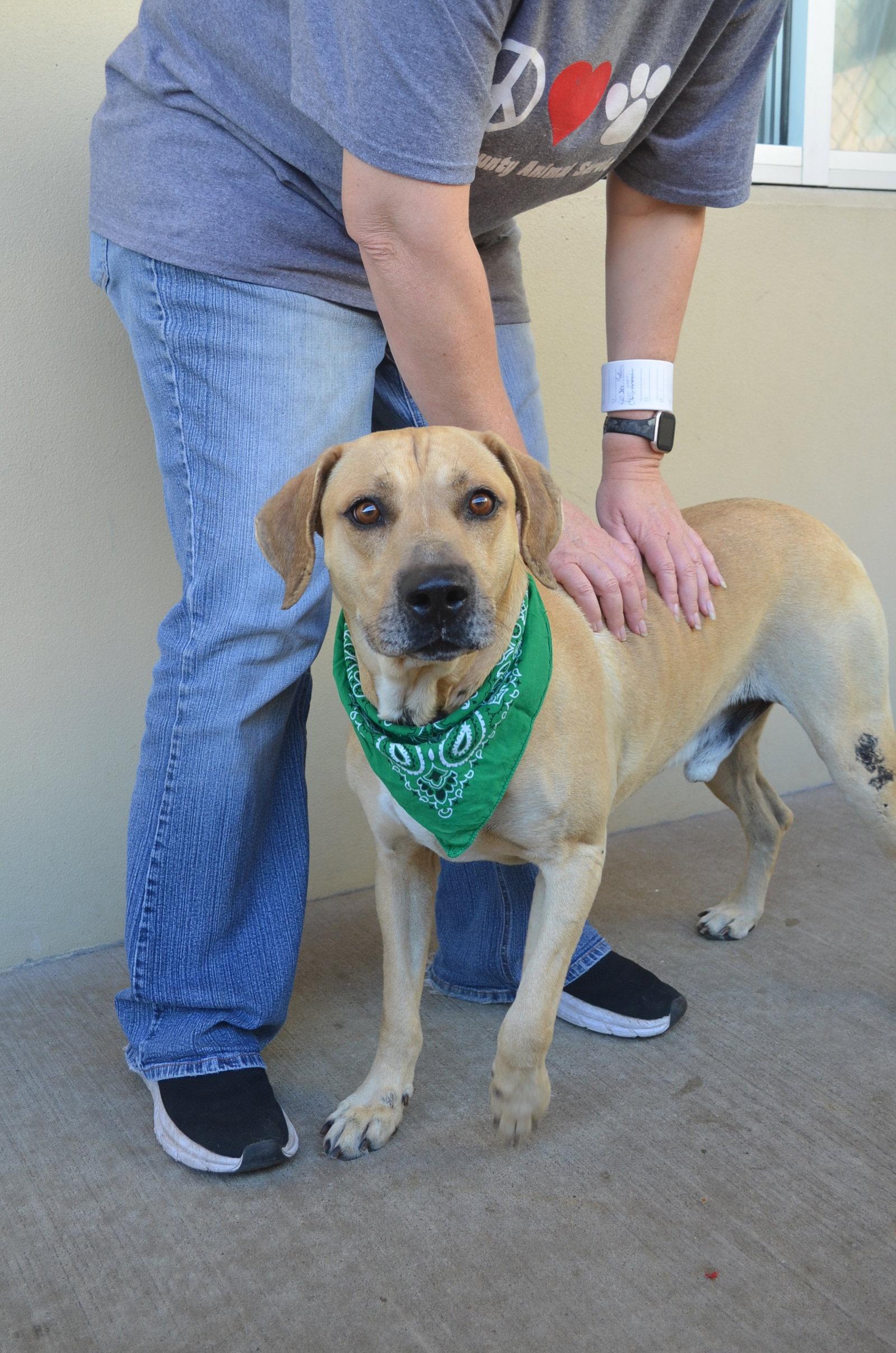 Cloverfield, Adoptable, Senior Male Labrador Retriever.