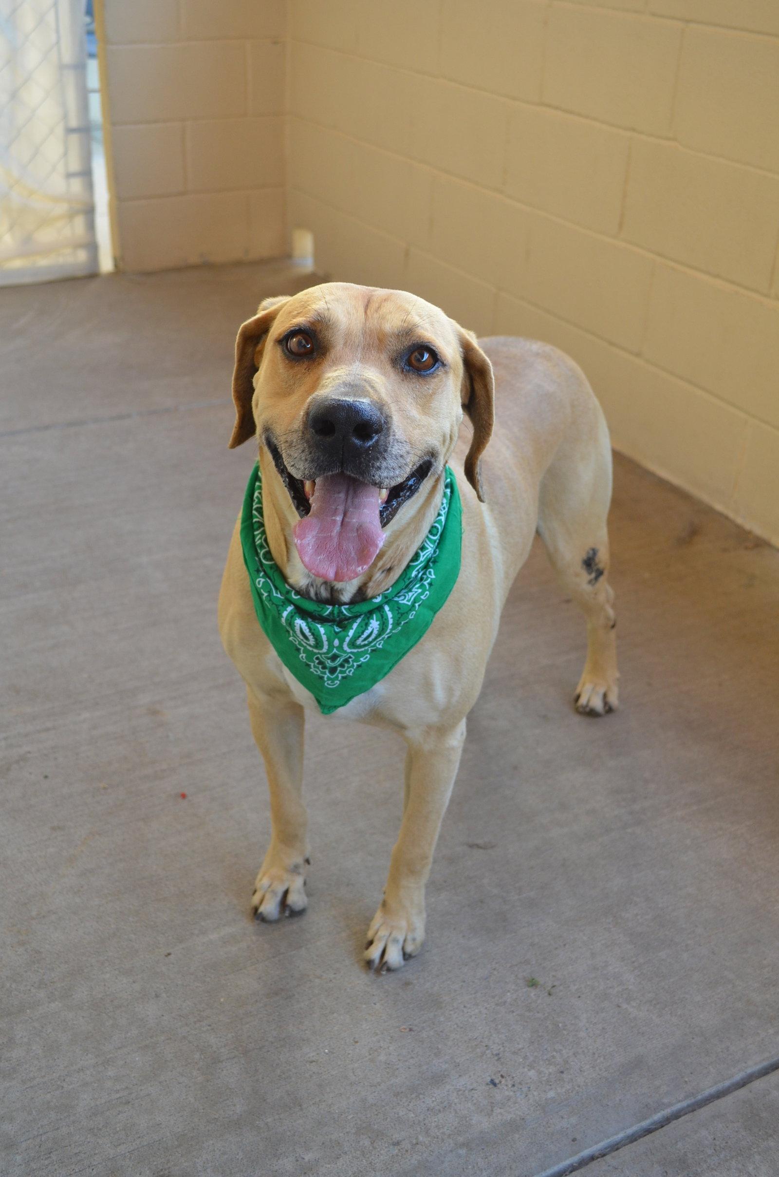 Enlarge Cloverfield, a Adoptable Labrador Retriever in McKinney, TX image 3/3