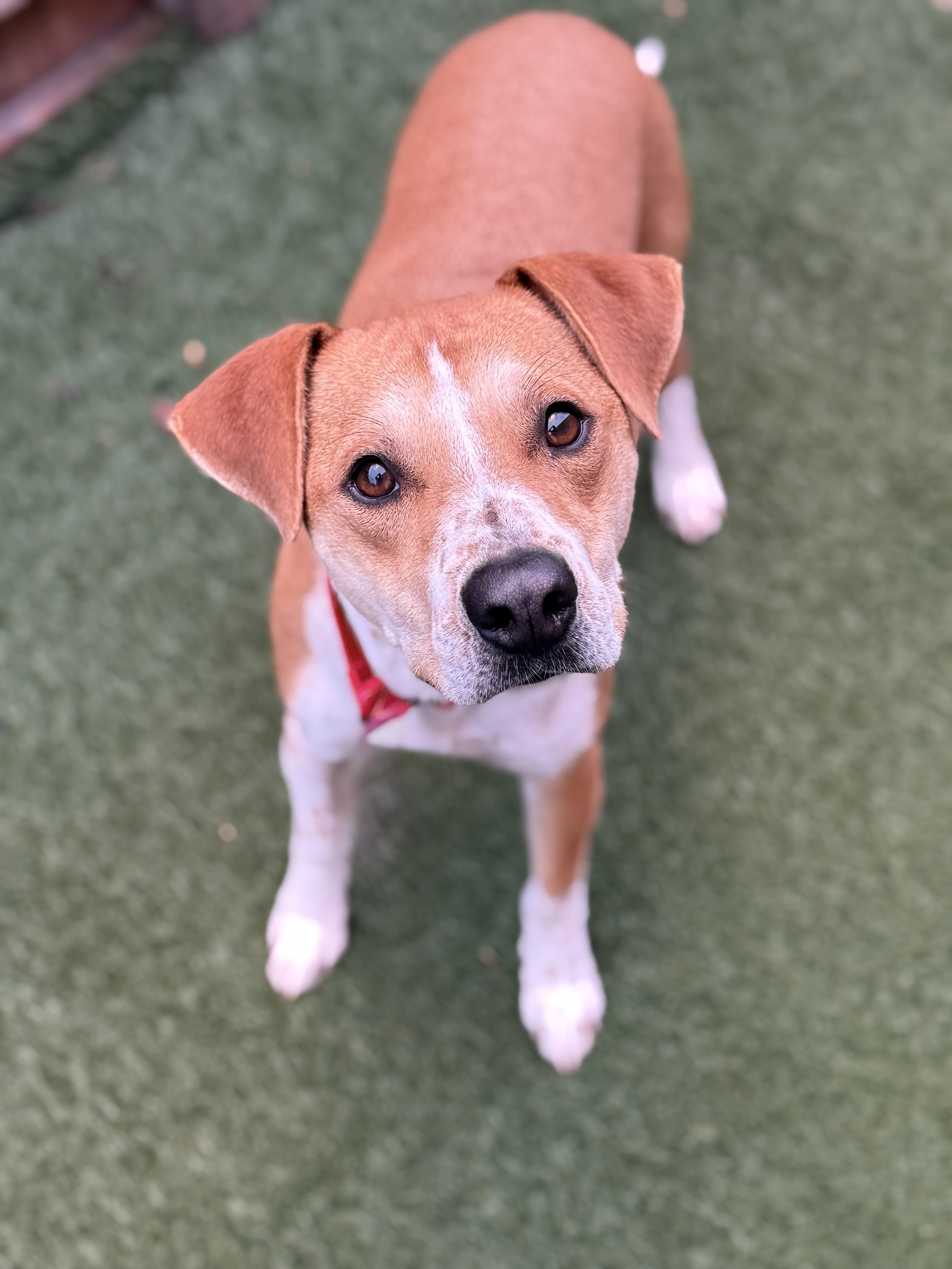 Brock, an adoptable mixed breed in Itasca, IL image 3/4