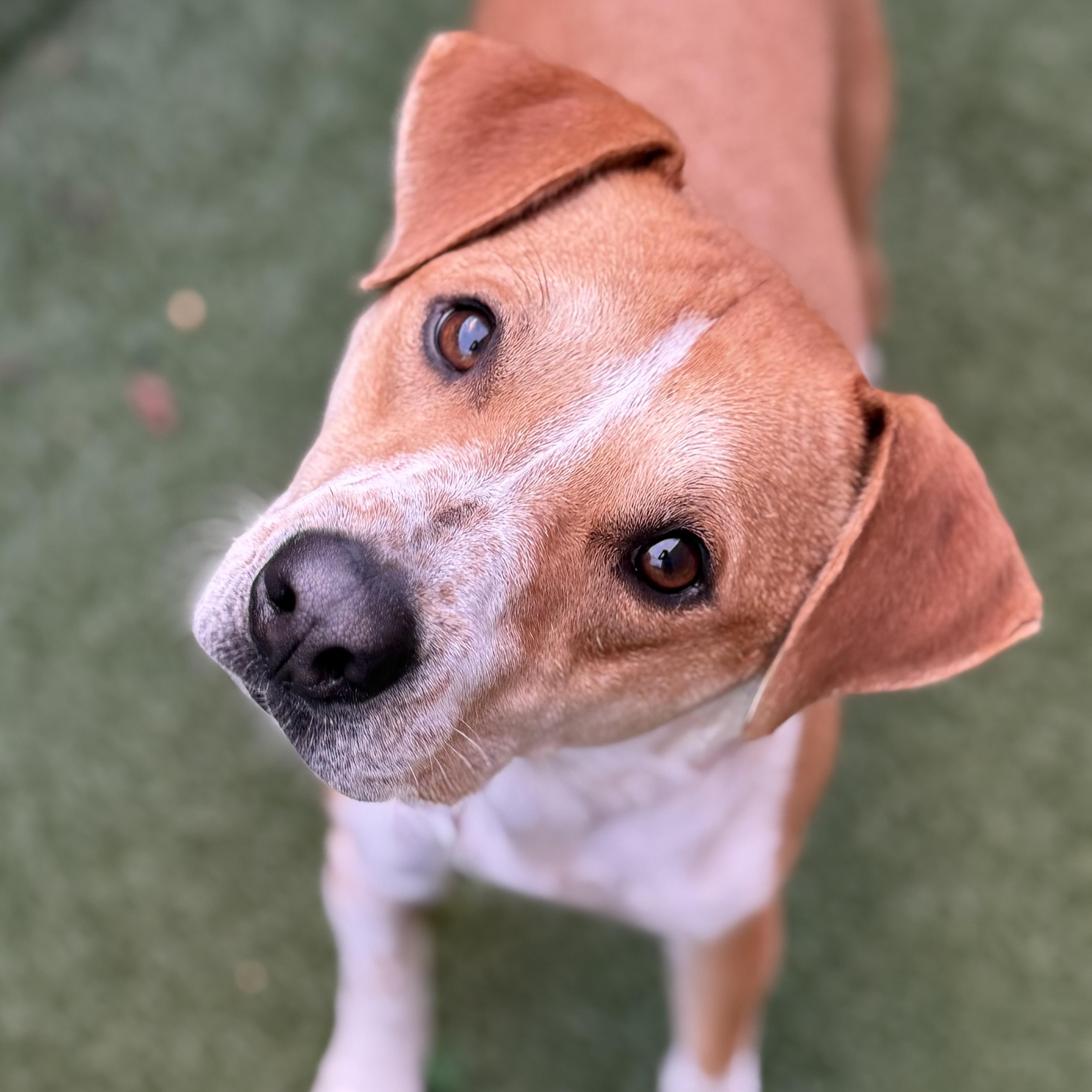 Brock, an adoptable mixed breed in Itasca, IL image 2/4