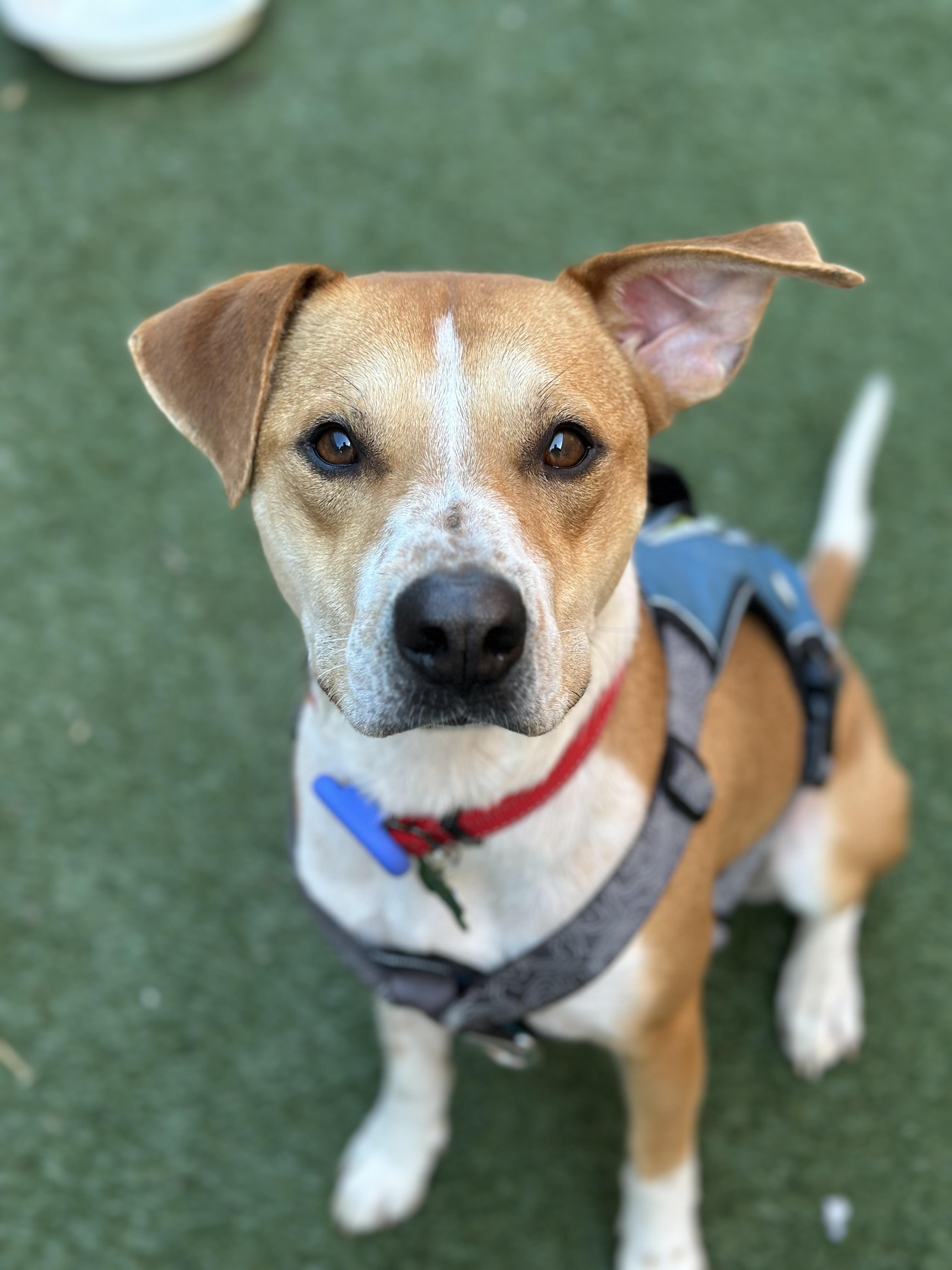 Brock, an adoptable mixed breed in Itasca, IL image 4/4