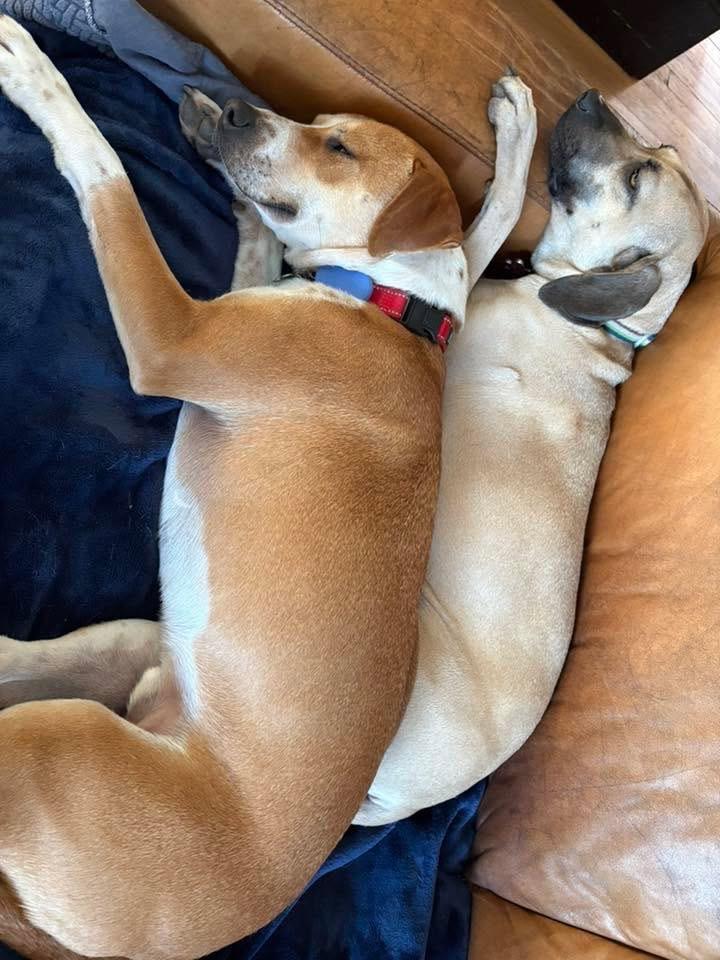 Enlarge Brock, an adoptable mixed breed in Itasca, IL image 3/6