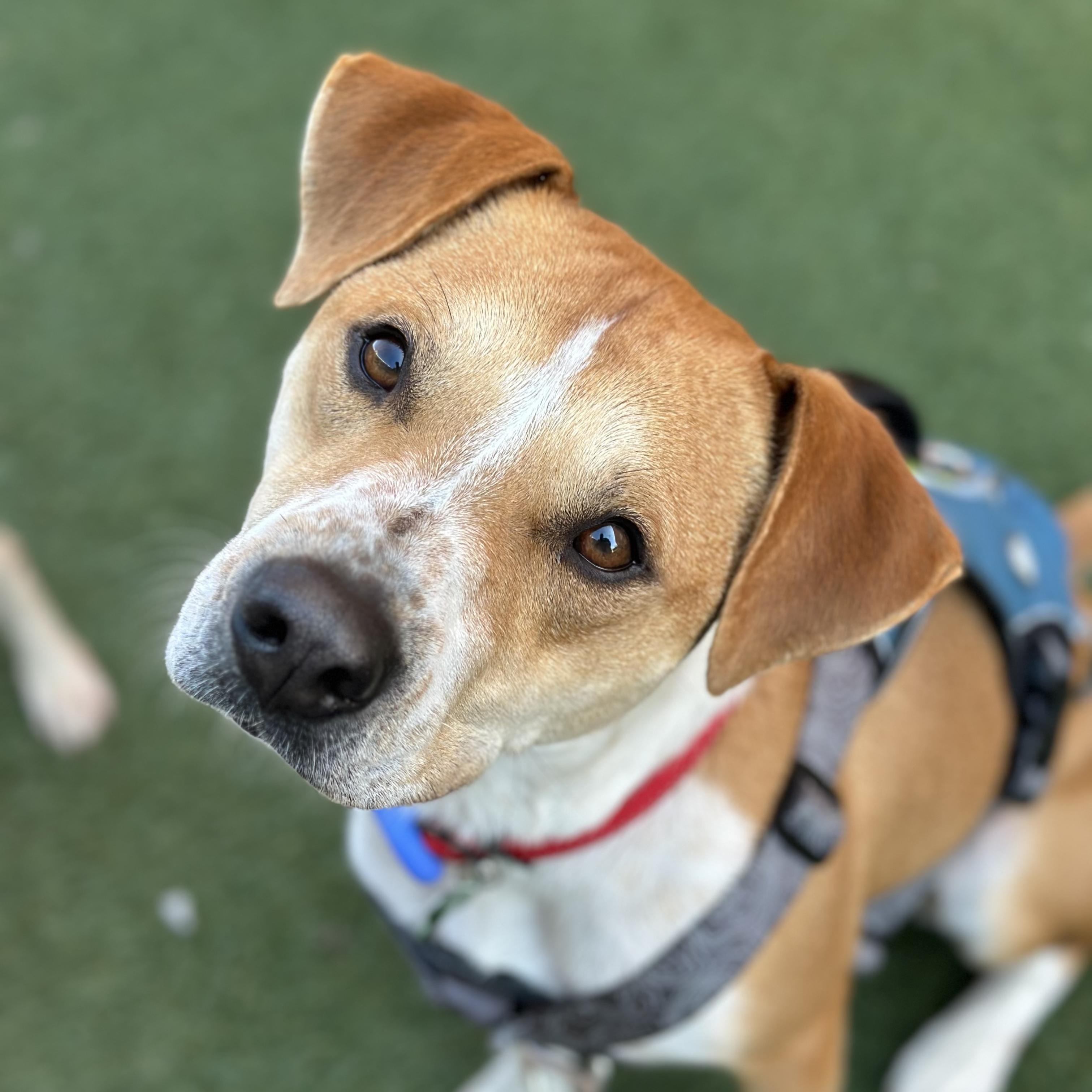 Brock, an adoptable mixed breed in Itasca, IL image 1/4