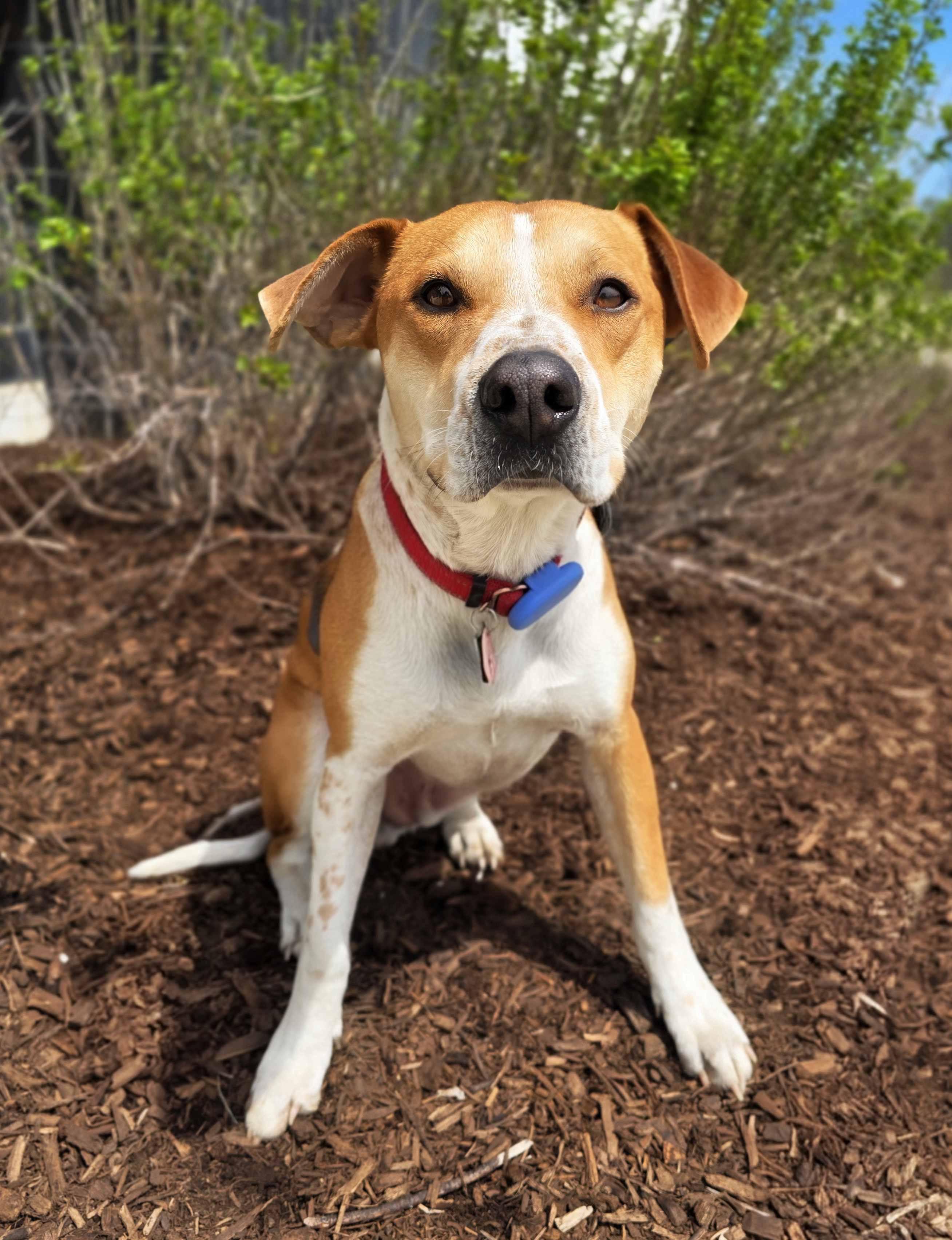 Enlarge Brock, an adoptable mixed breed in Itasca, IL image 1/6