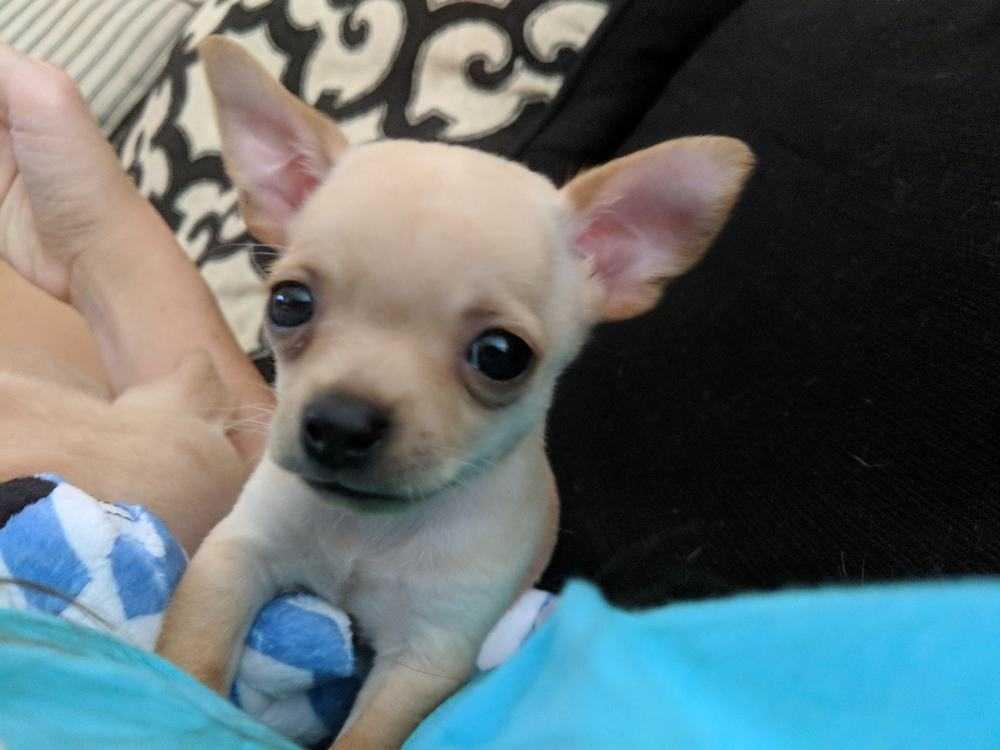 Greg (Brady Bunch), Adopted, Puppy Male Chihuahua.