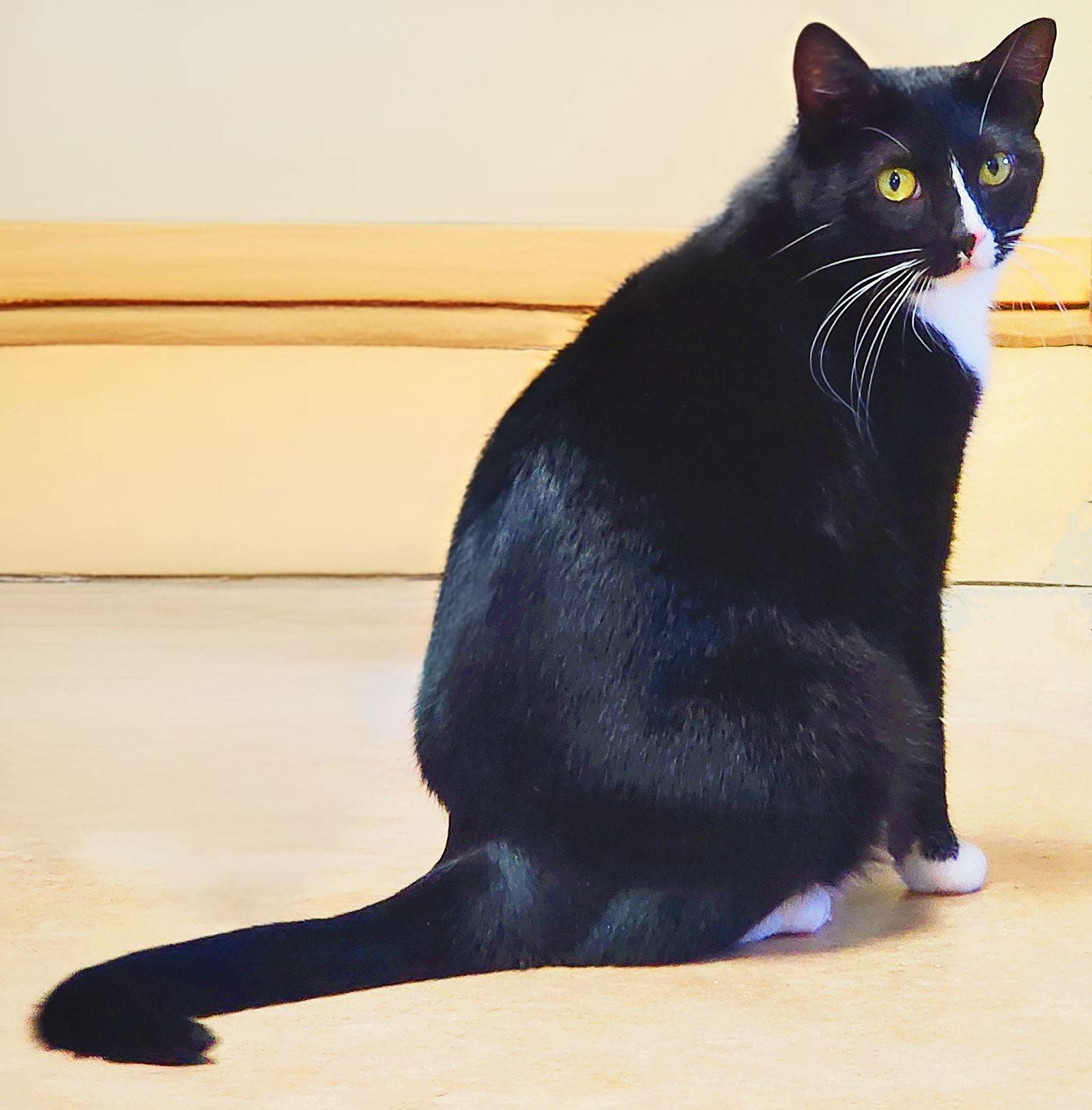 Ellie, Adoptable, Kitten Female Tuxedo.