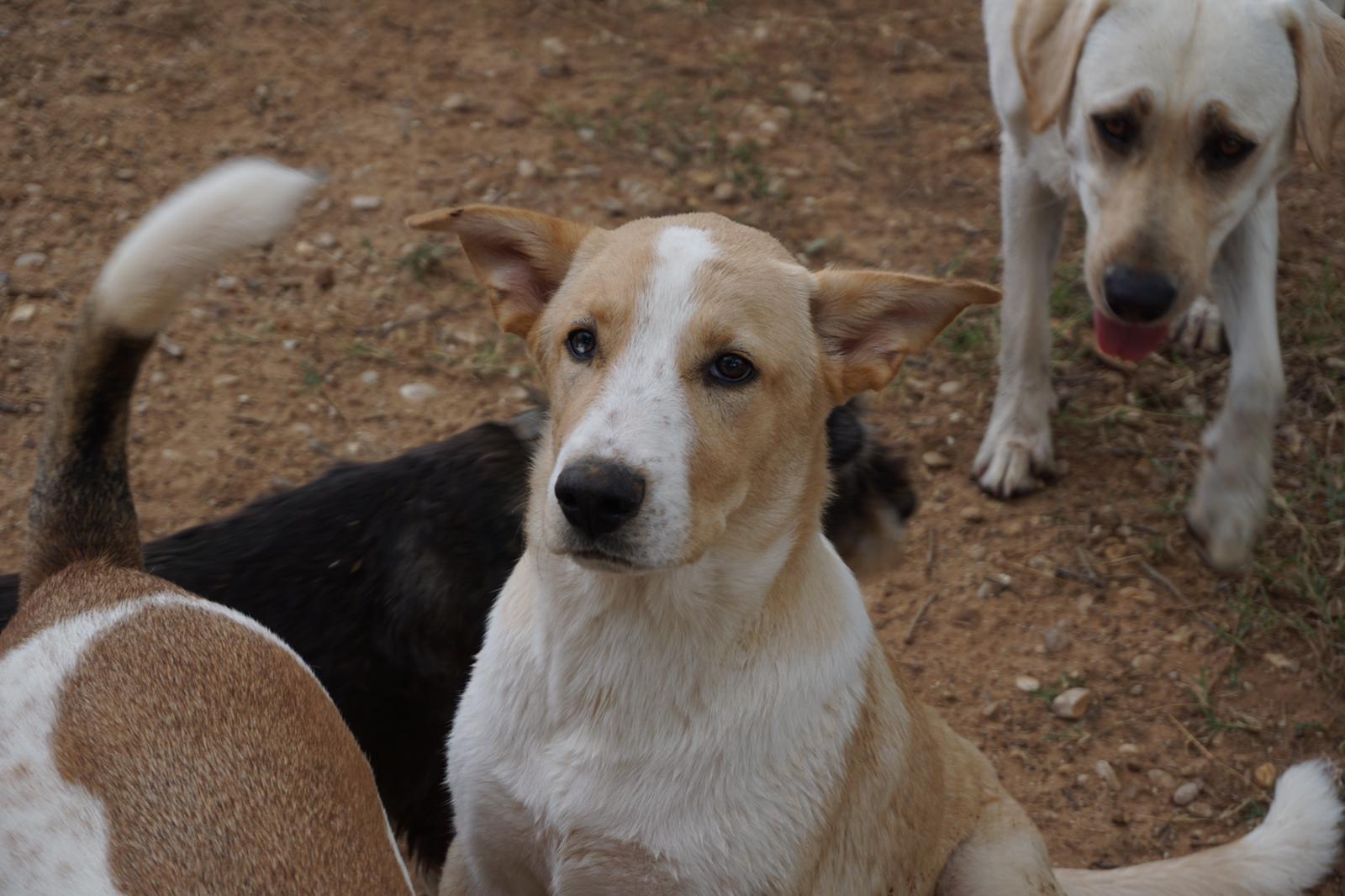 Oscar, Adoptable, Adult Male Labrador Retriever & Great Pyrenees.