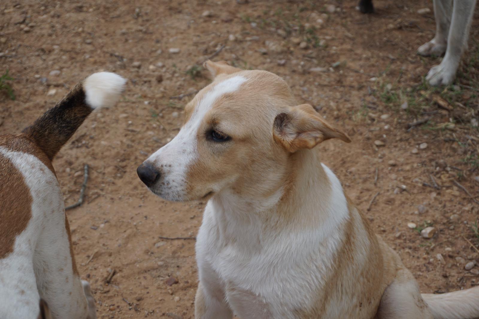 Enlarge Oscar, a Adoptable mixed breed in Bigfoot, TX image 2/6