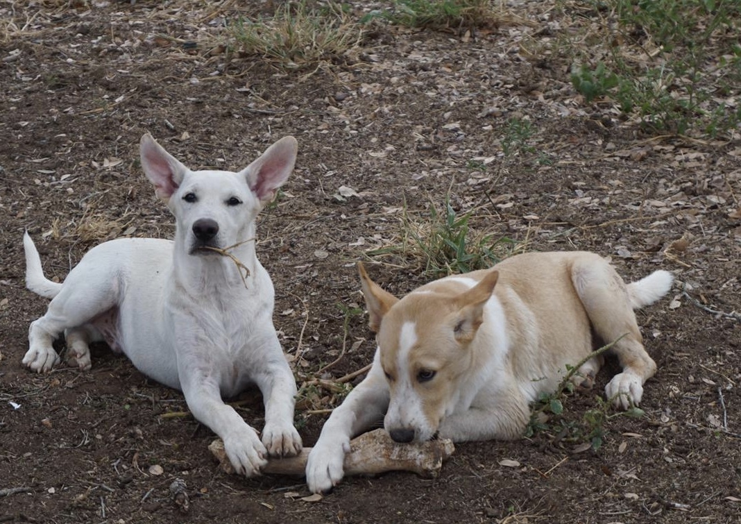 Enlarge Oscar, a Adoptable mixed breed in Bigfoot, TX image 3/6