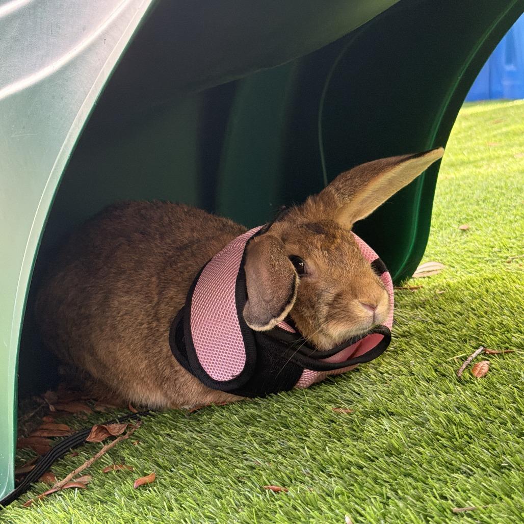 Enlarge Nibble Noodle, a Adoptable American in Freeport, FL image 2/6