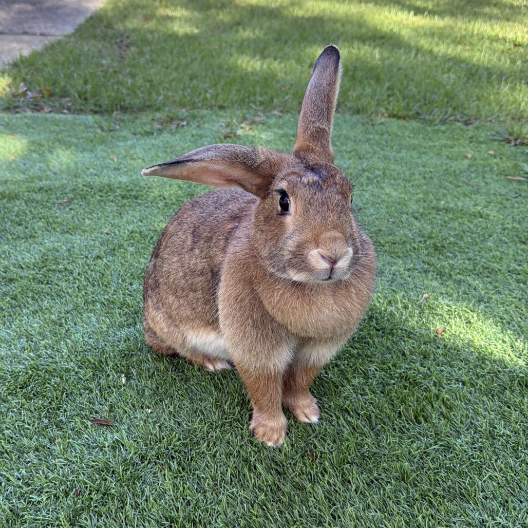 Enlarge Nibble Noodle, a Adoptable American in Freeport, FL image 3/6