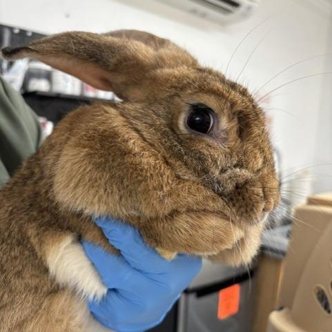 Enlarge Nibble Noodle, a Adoptable American in Freeport, FL image 6/6
