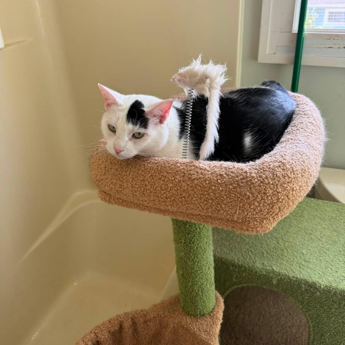 Enlarge Baby, a Adoptable Domestic Short Hair in Newark, NJ image 1/6