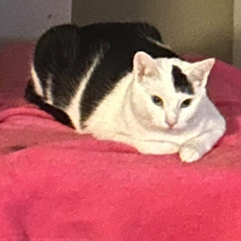 Baby, Adult Female Domestic Short Hair