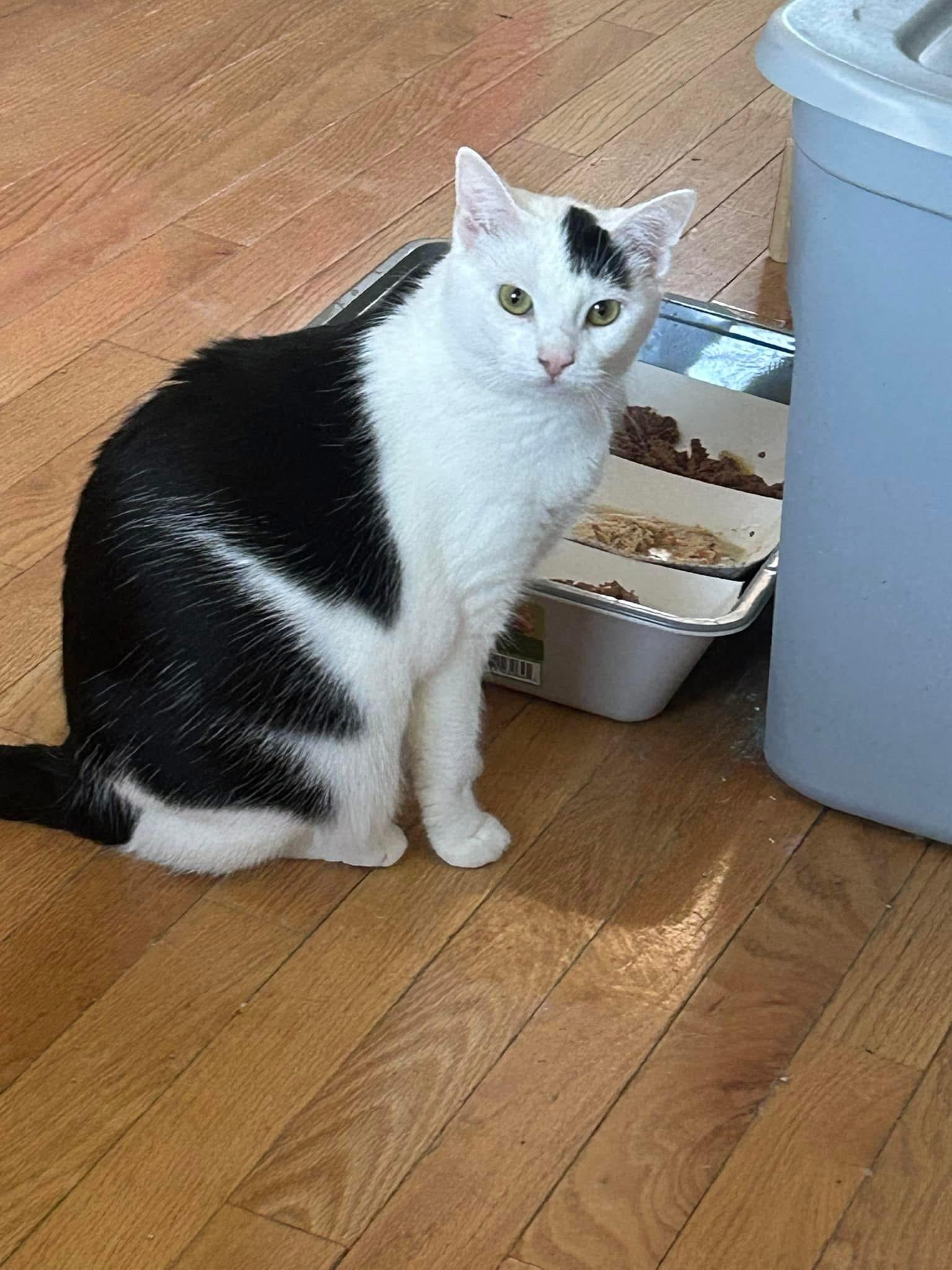 Enlarge Baby, a Adoptable Domestic Short Hair in Newark, NJ image 3/6