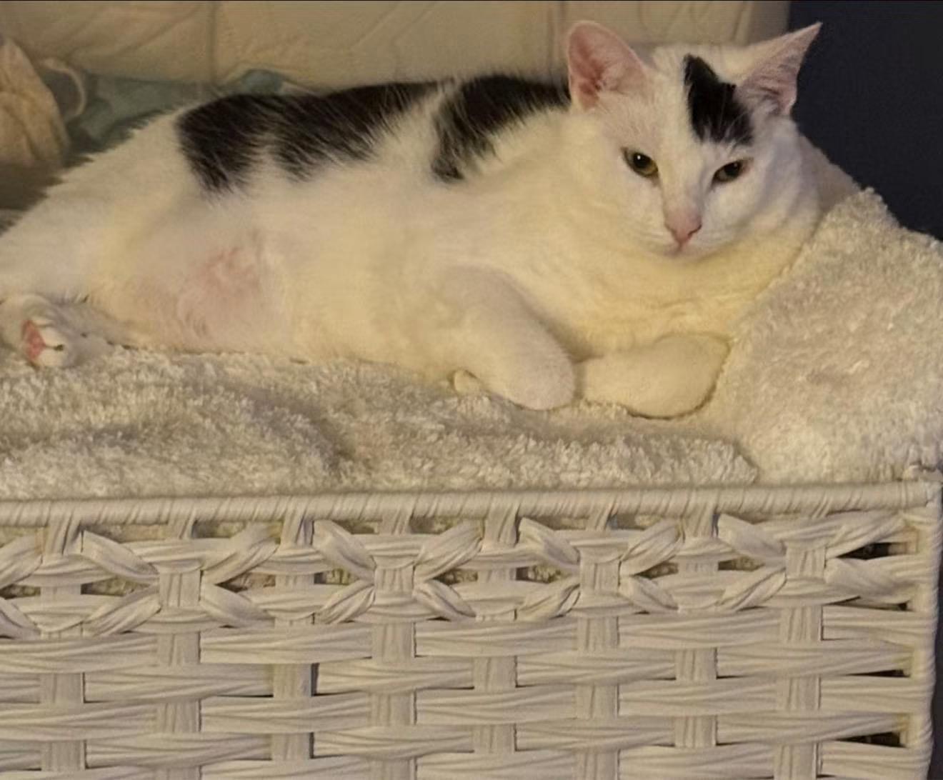 Enlarge Baby, a Adoptable Domestic Short Hair in Newark, NJ image 2/6
