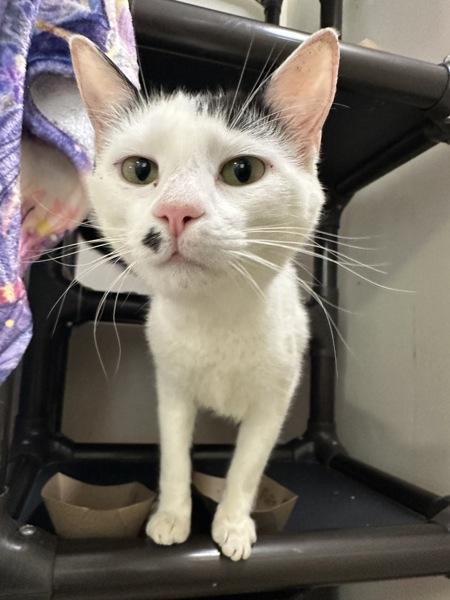 Enlarge Muffin, a Adoptable mixed breed in Santa Rosa, CA image 1/1