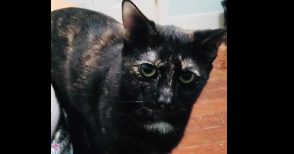 Enlarge Torrie, a Adoptable mixed breed in Harpers Ferry, WV image 1/1