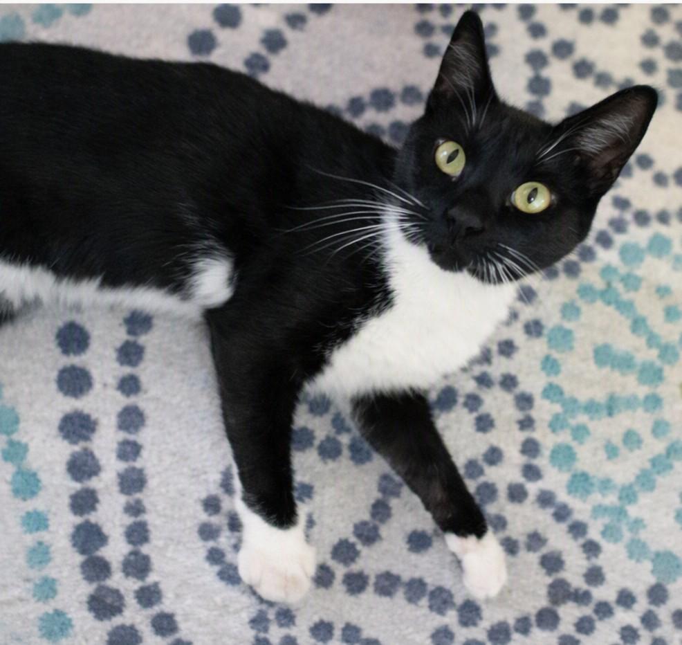 Ty, Adoptable, Young Male Domestic Short Hair.