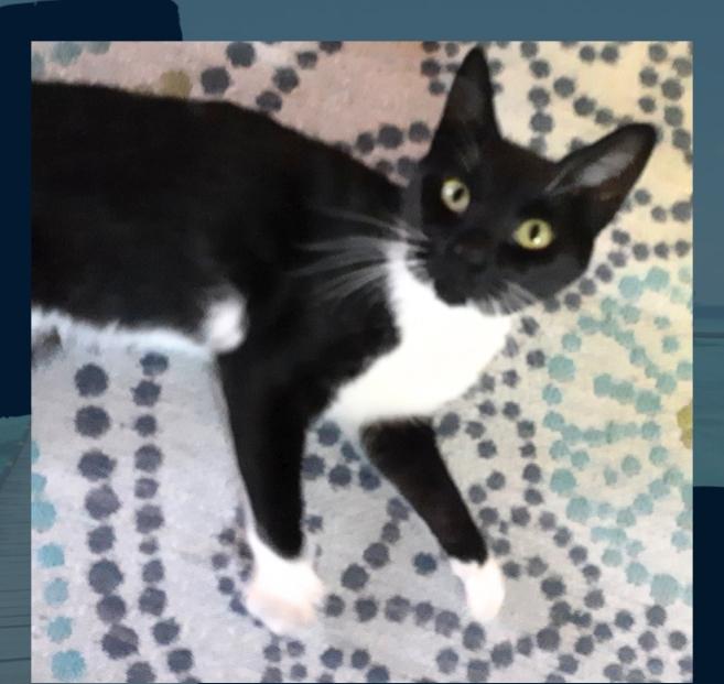 Enlarge Ty, a Adoptable mixed breed in Buhl, ID image 2/3