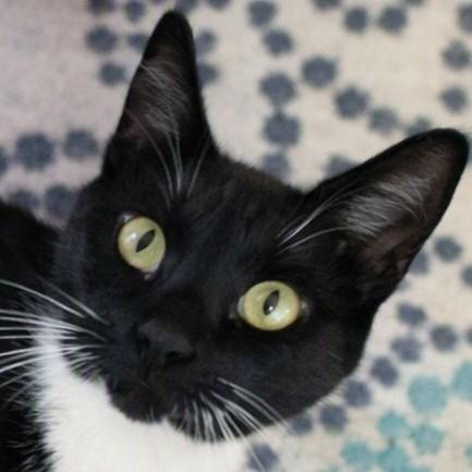 Enlarge Ty, a Adoptable mixed breed in Buhl, ID image 3/3