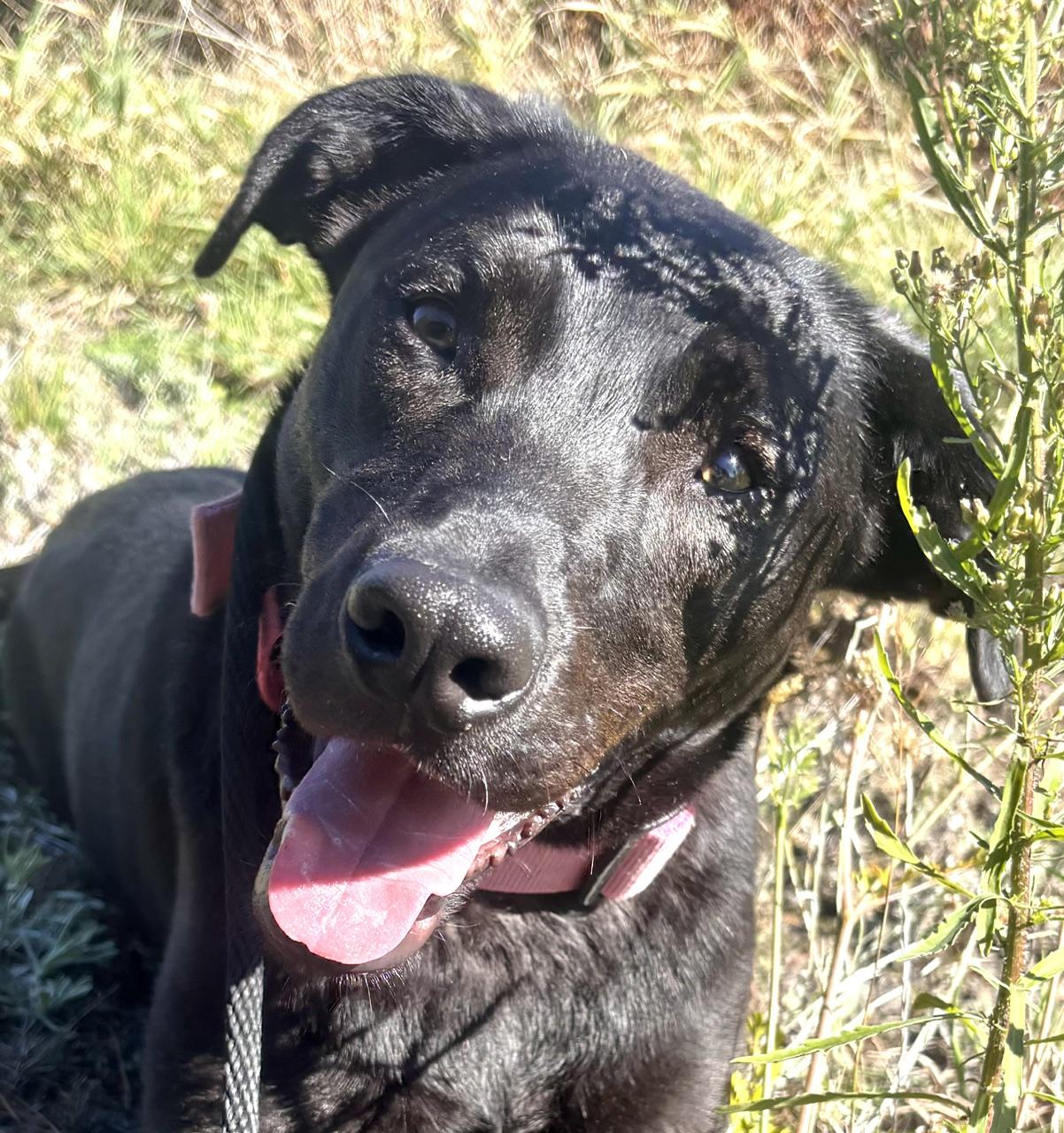 Enlarge Elvira, a Adoptable Black Labrador Retriever in Waldport, OR image 2/2