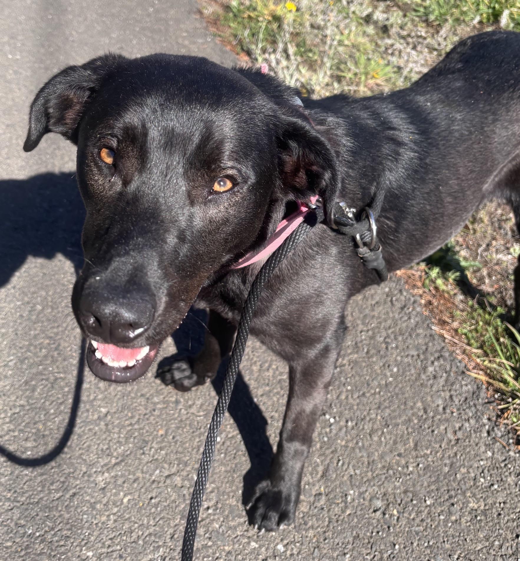 Enlarge Elvira, a Adoptable Black Labrador Retriever in Waldport, OR image 1/2