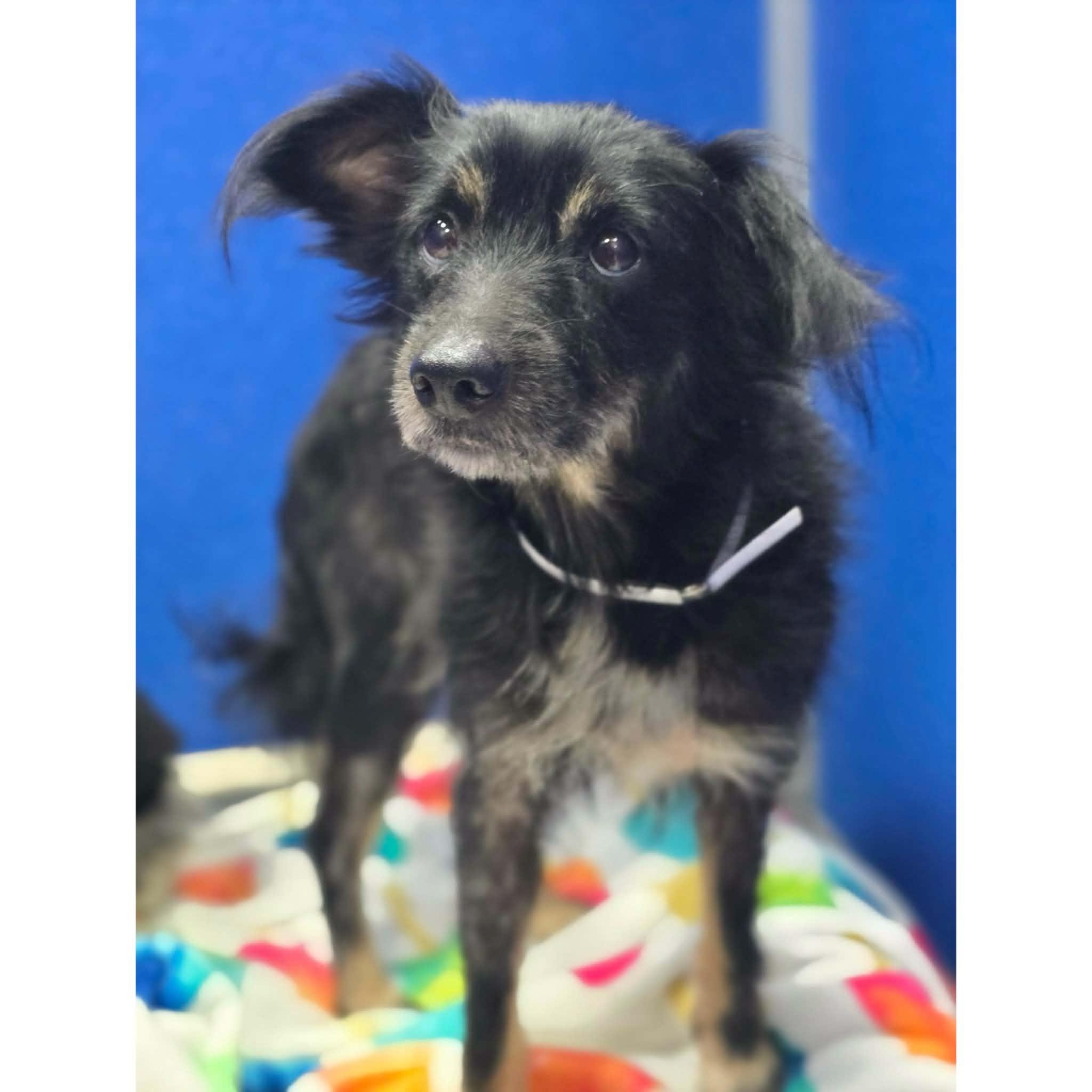 Piper, ADOPTABLE, Young Female Chihuahua & Papillon.