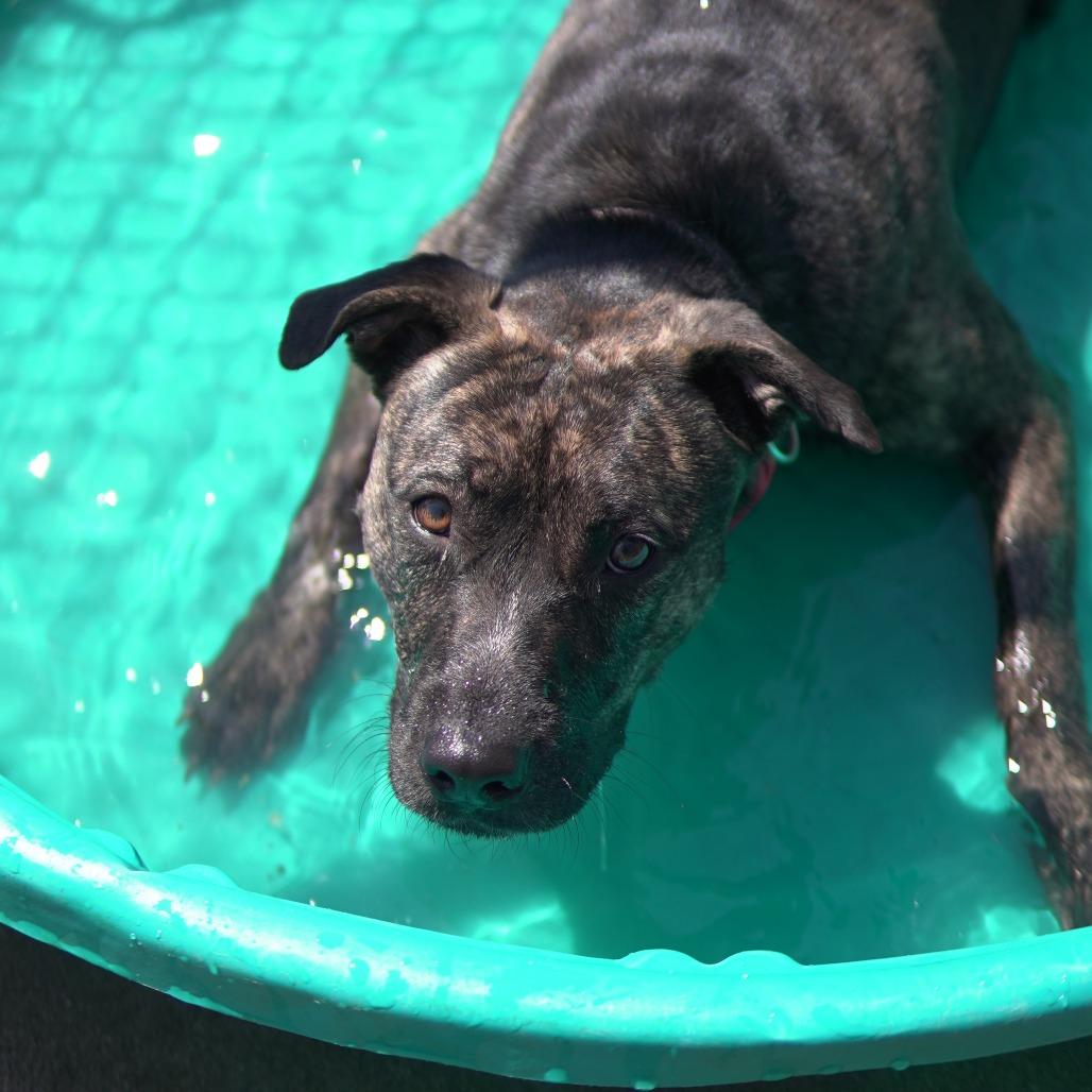 Waffle, Adoptable, Adult Female Terrier & Mixed Breed.