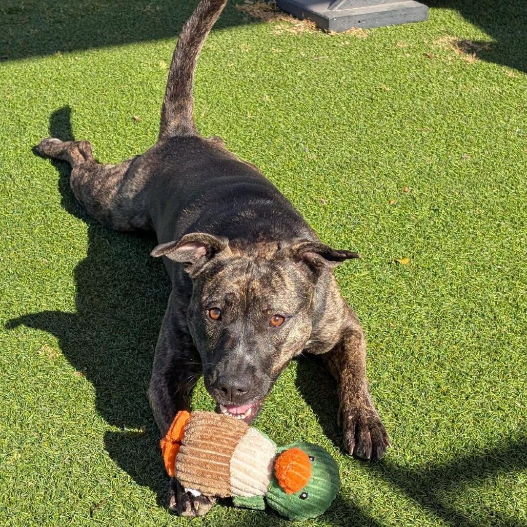 Waffle, a Adoptable mixed breed in Gainesville, GA image 2/6