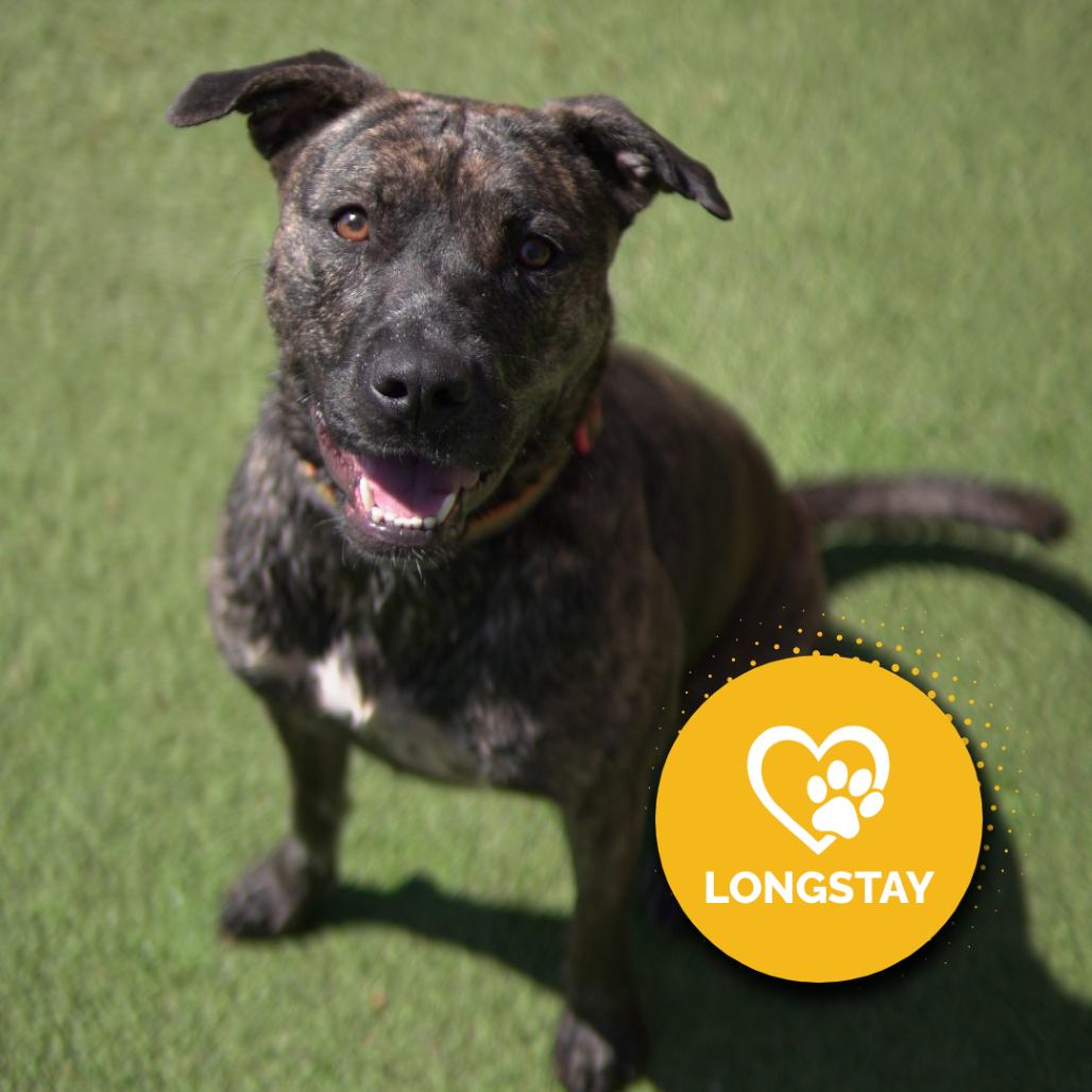 Waffle, a Adoptable mixed breed in Gainesville, GA image 3/6