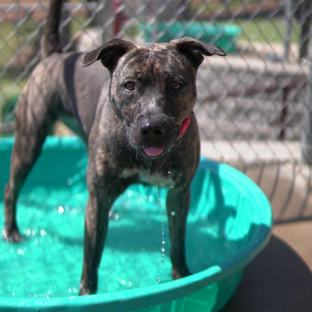 Waffle, a Adoptable mixed breed in Gainesville, GA image 4/6