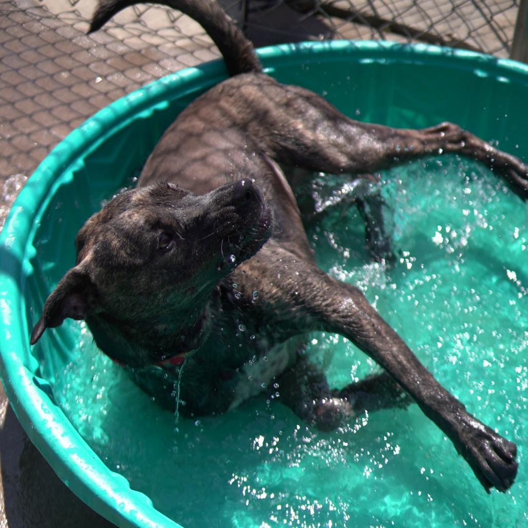 Waffle, a Adoptable mixed breed in Gainesville, GA image 5/6