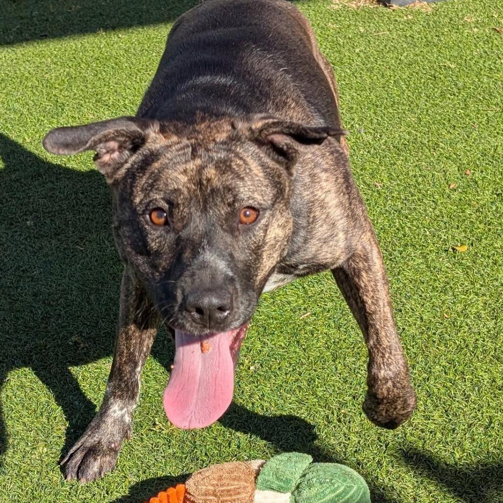 Waffle, a Adoptable mixed breed in Gainesville, GA image 6/6