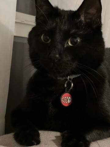 Alex, Adoptable, Adult Male Domestic Short Hair.