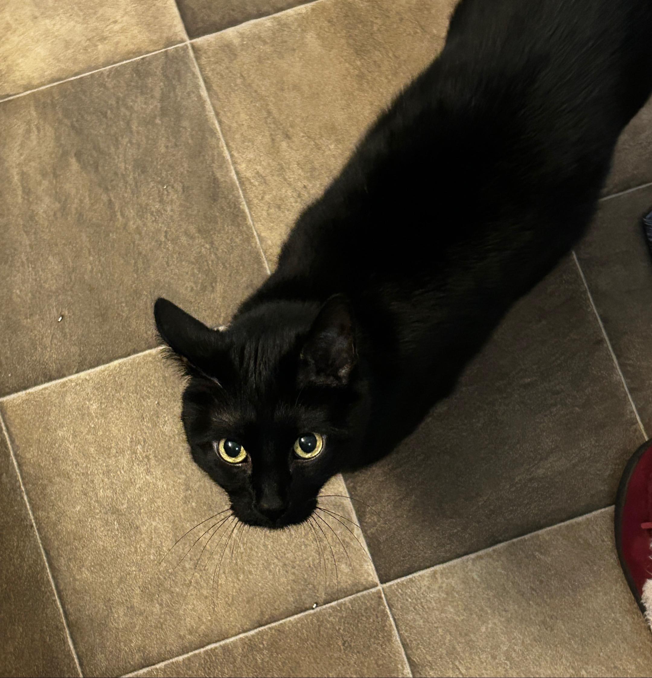 Enlarge Alex, a Adoptable mixed breed in Springfield, MO image 2/6