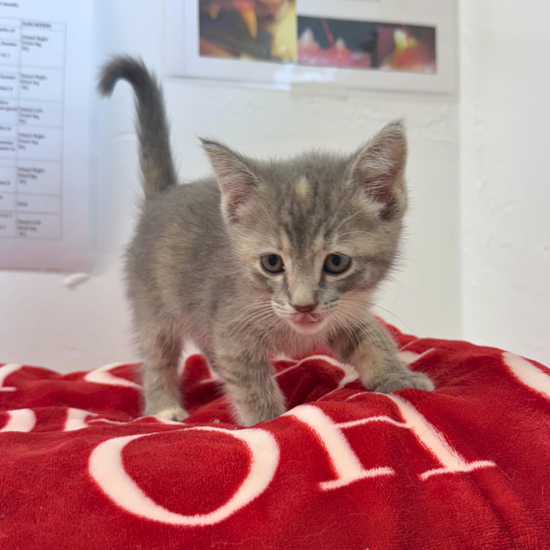 Pippin, an adopted Domestic Short Hair in Ridgway, CO image 3/4