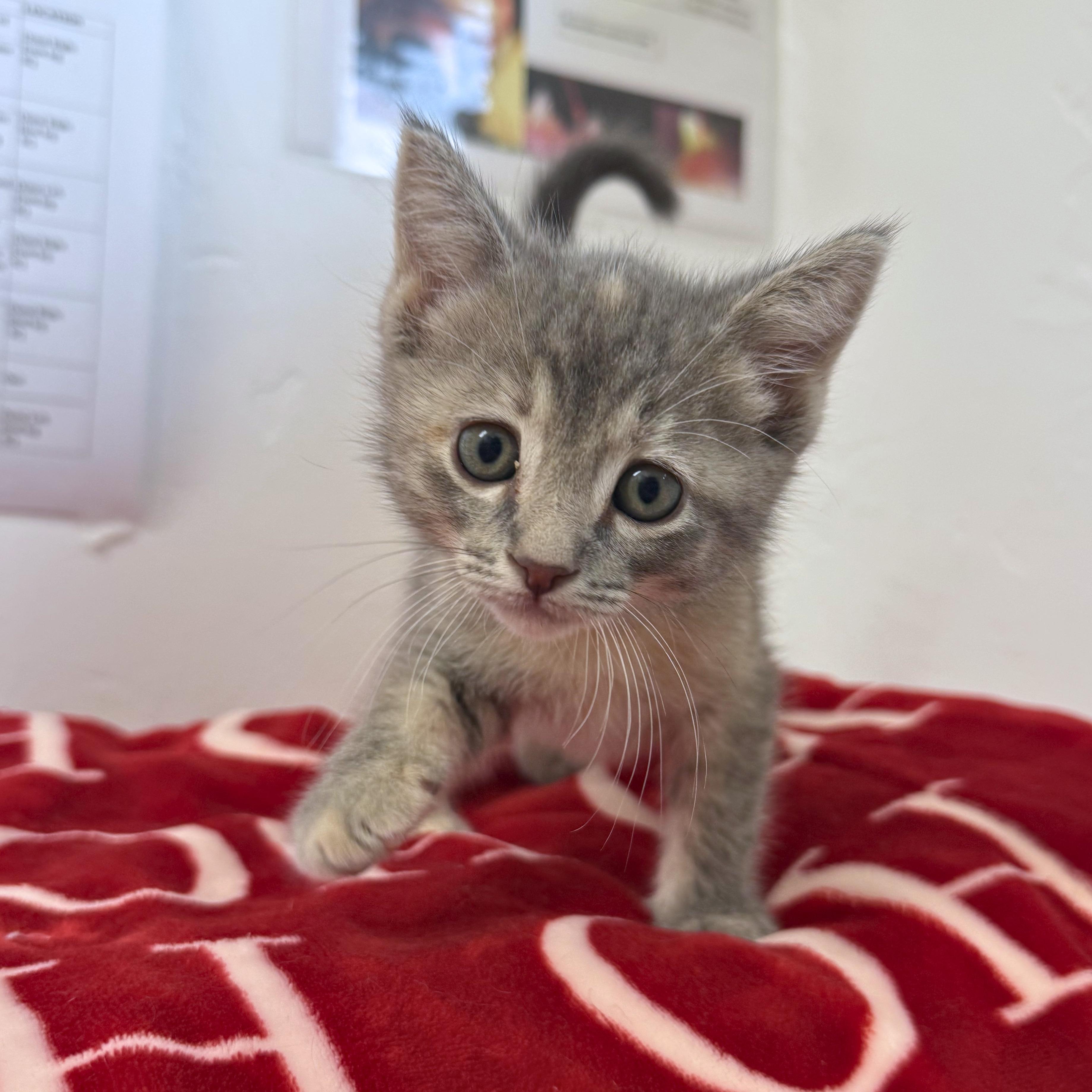 Pippin, adopted, Kitten Male Domestic Short Hair.