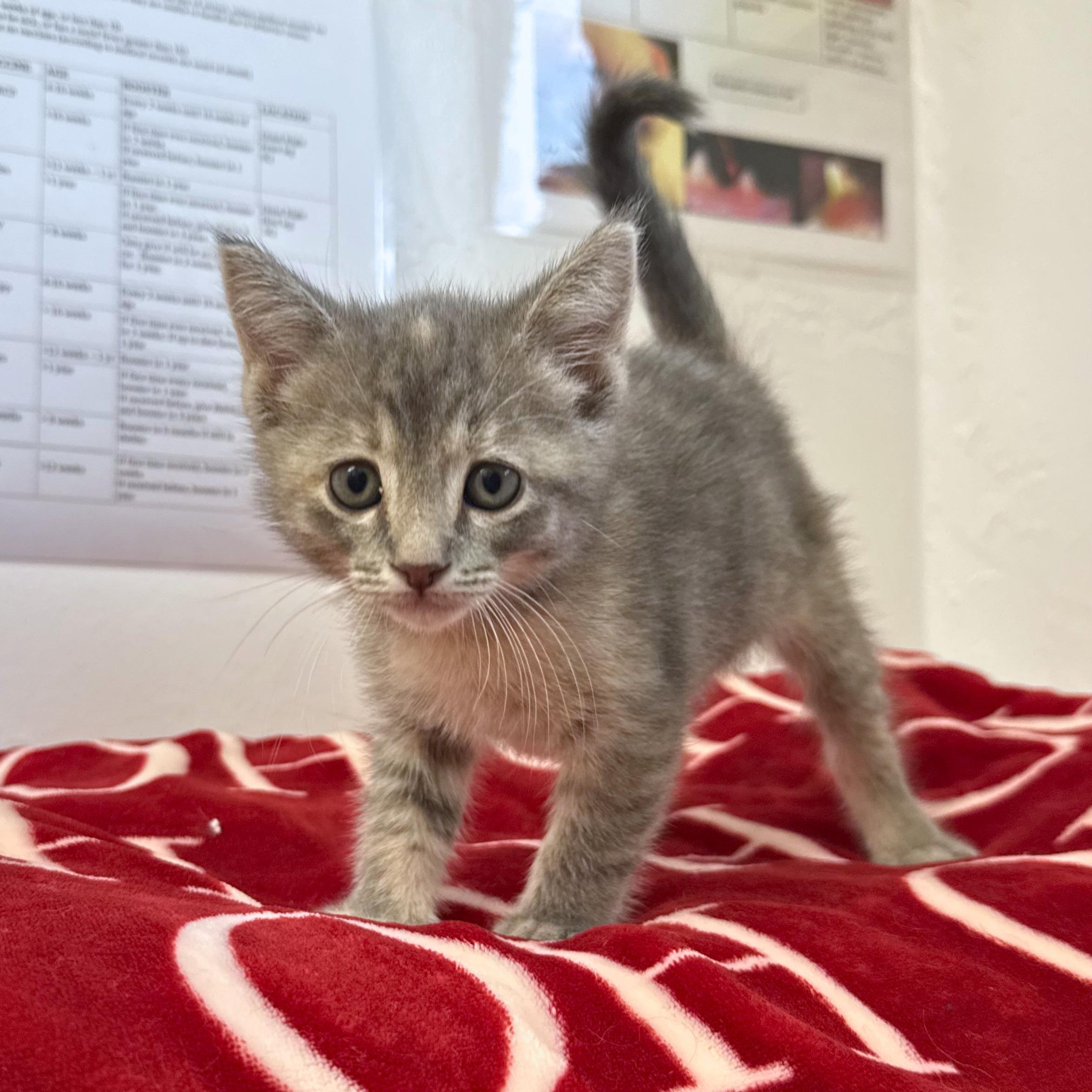Pippin, an adopted Domestic Short Hair in Ridgway, CO image 4/4
