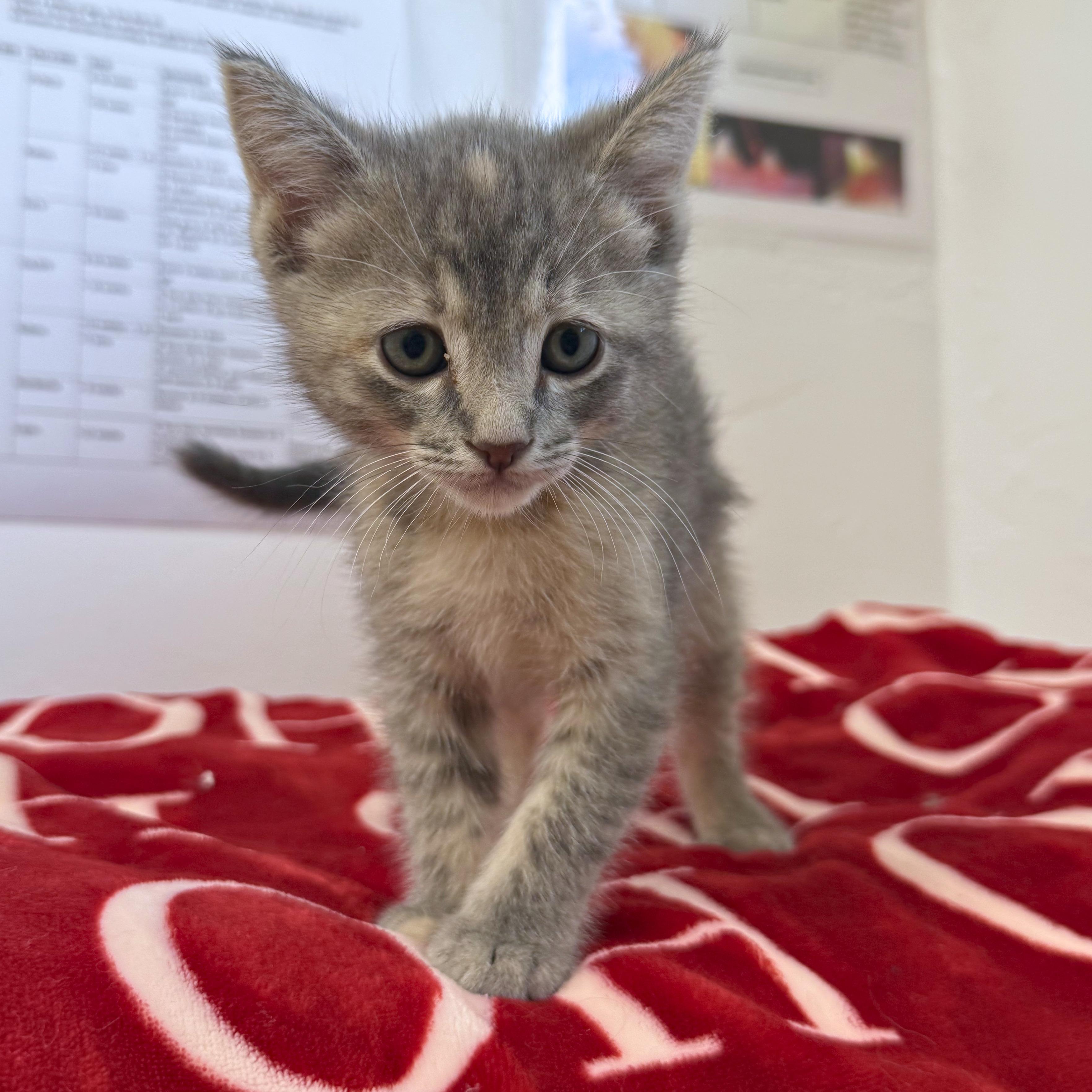 Pippin, an adopted Domestic Short Hair in Ridgway, CO image 2/4