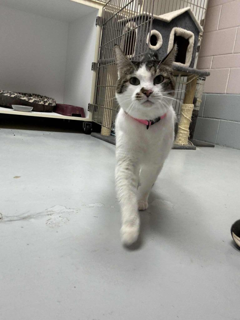 Toka, ADOPTABLE, Adult Female Domestic Short Hair.