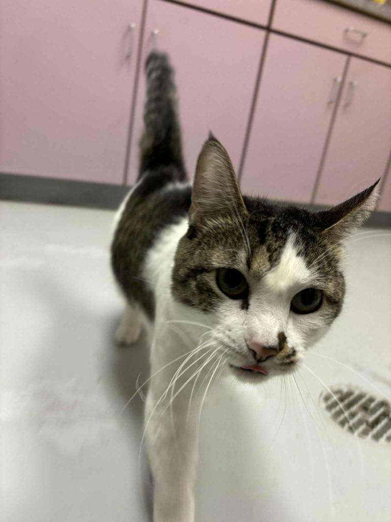 Enlarge Toka, a ADOPTABLE Domestic Short Hair in Hurricane, UT image 4/4